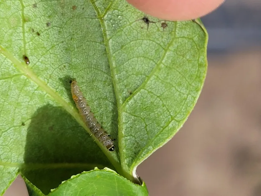 Aspen leafroller