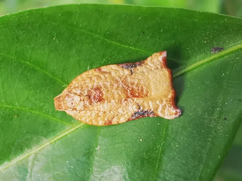 Листовертка Archips micaceana