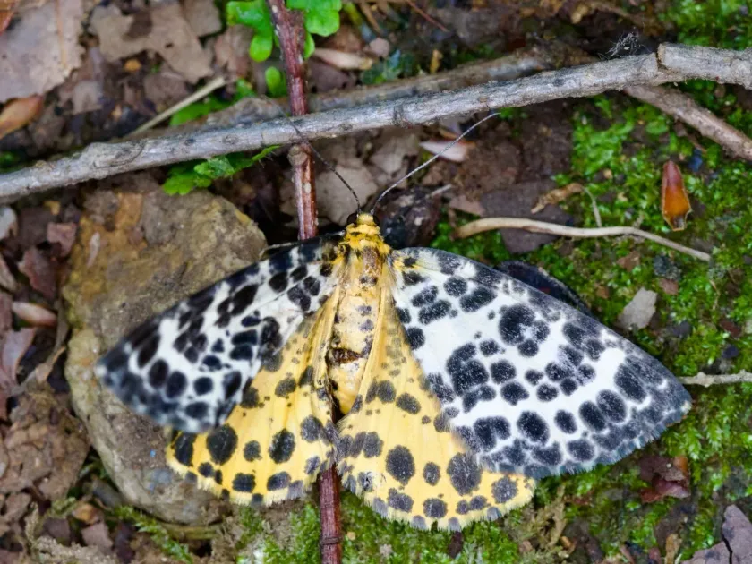 Большая пяденица болотная