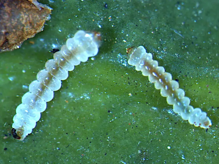 Coffee leaf miner