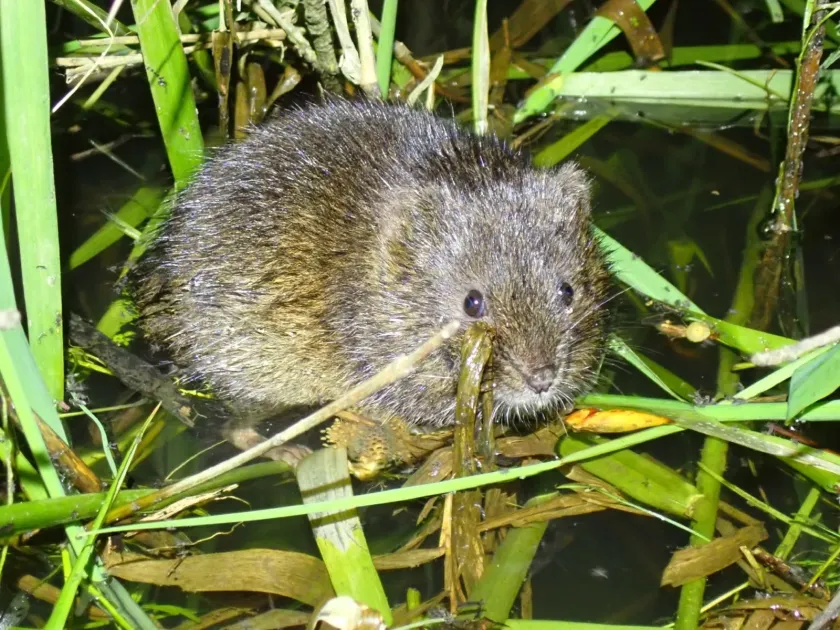 European water vole