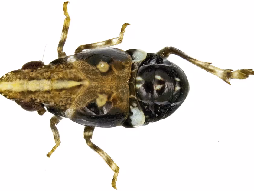 Asarcopus