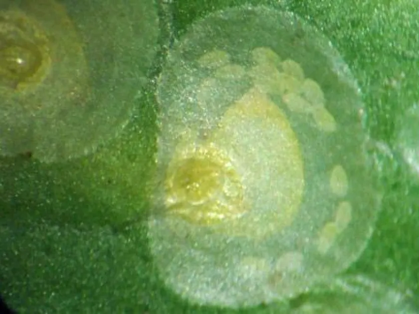 Yellow scale