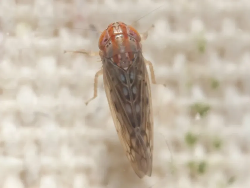 Atanus