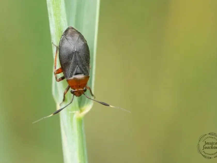 Atractotomus