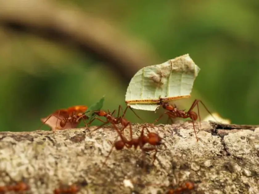 Atta capiguara leaf-cutter ant