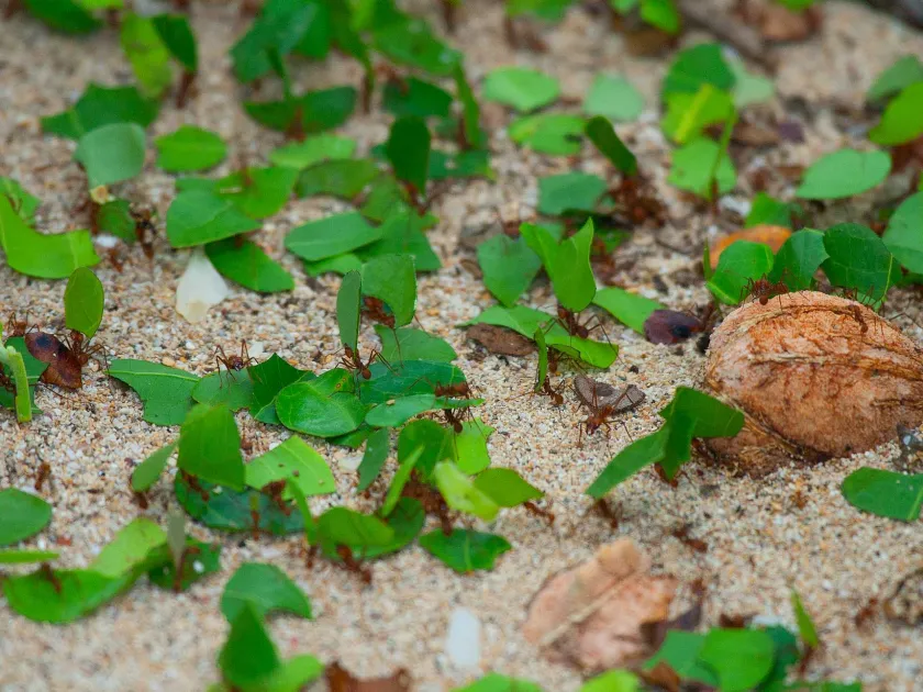 Leafcutter ant