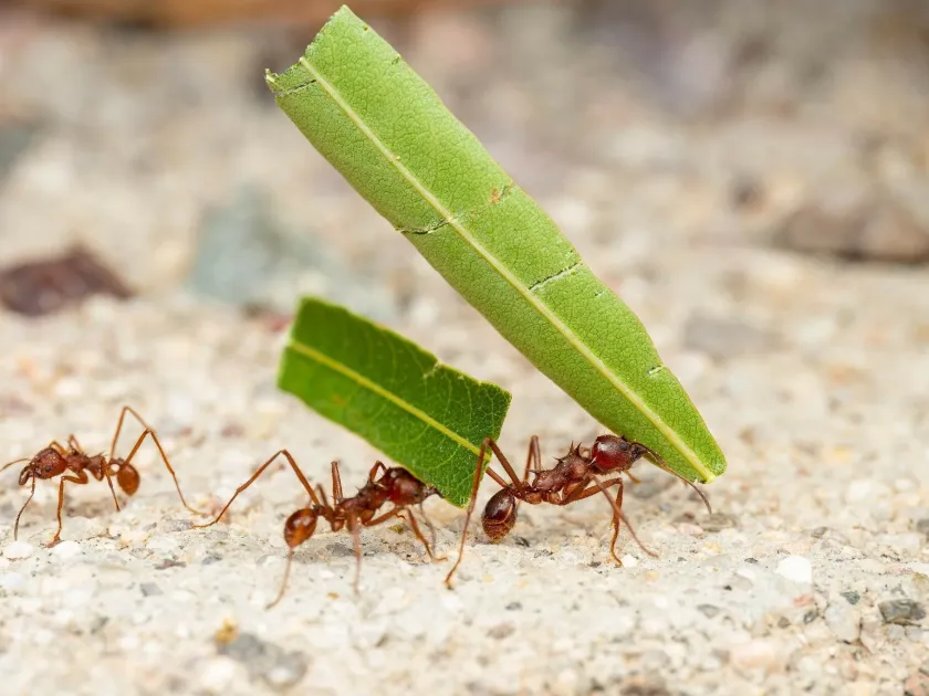 Leaf-cutting ant Atta fervens