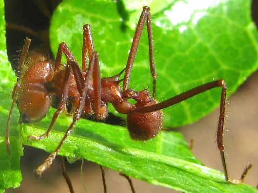 Leaf-cutter ant