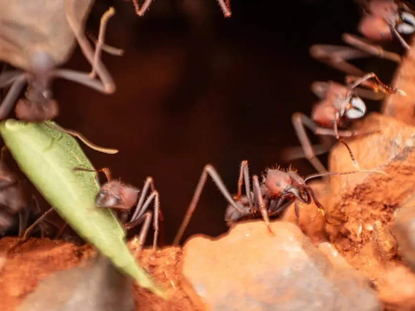 Leaf-cutting ant