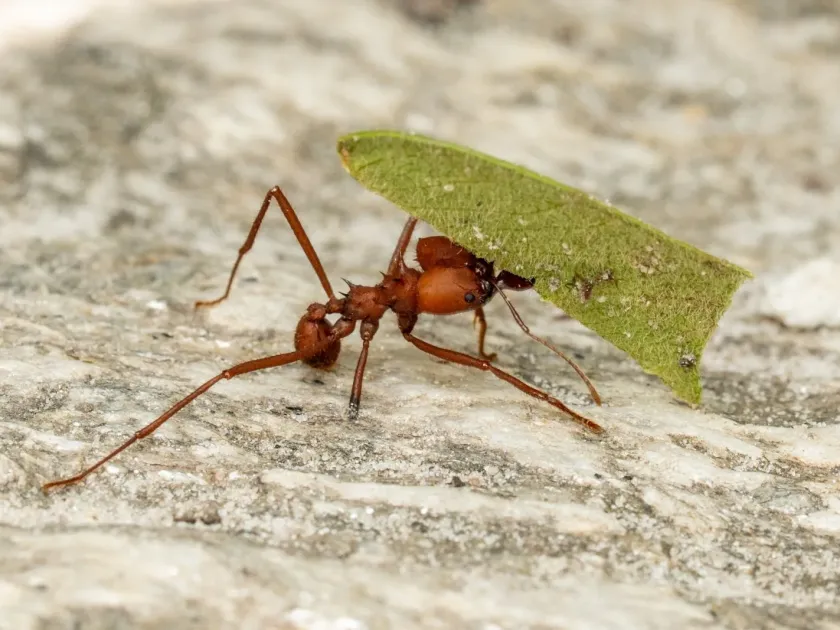 Leafcutter ant