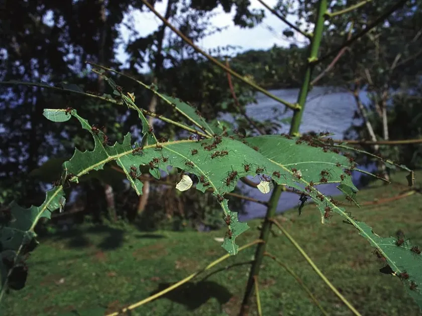 Leafcutter ant