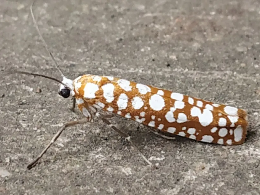 Ailanthus webworm