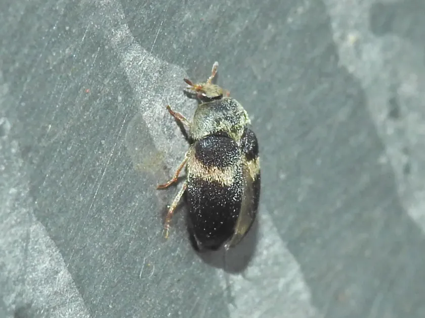Khapra beetle (related species / Varied carpet beetle type)