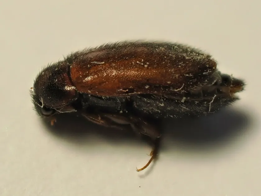 Red-winged carpet beetle