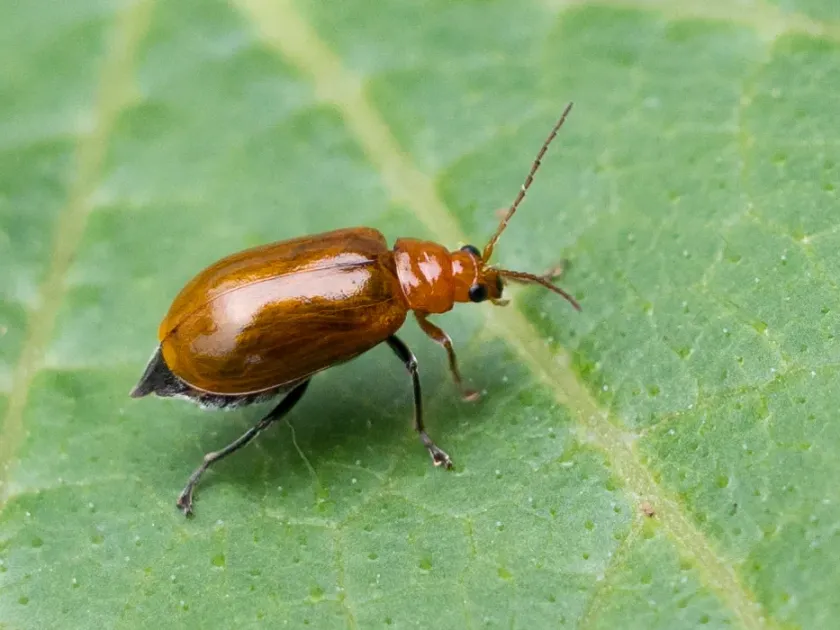 Pumpkin leaf beetle