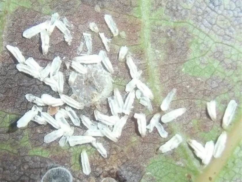 Japanese scale insect
