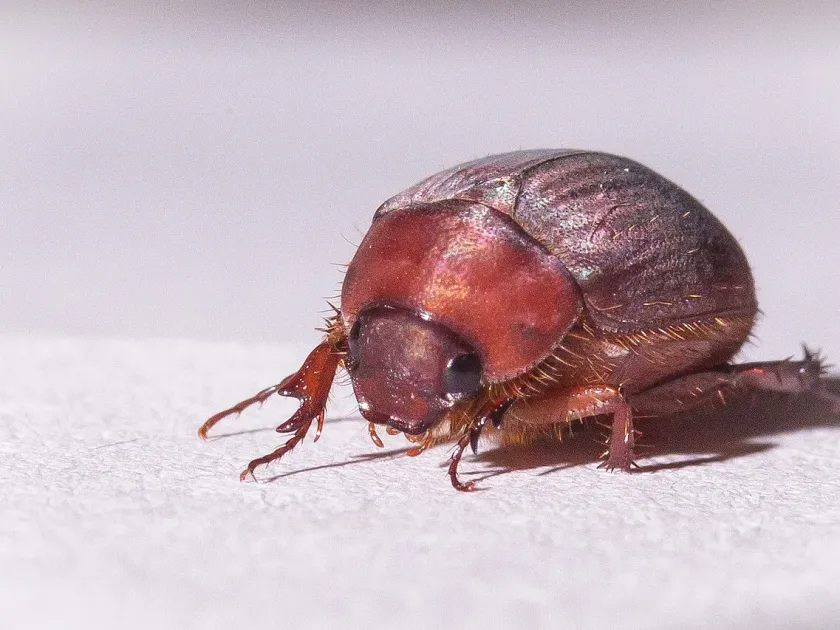 Frosted chafer