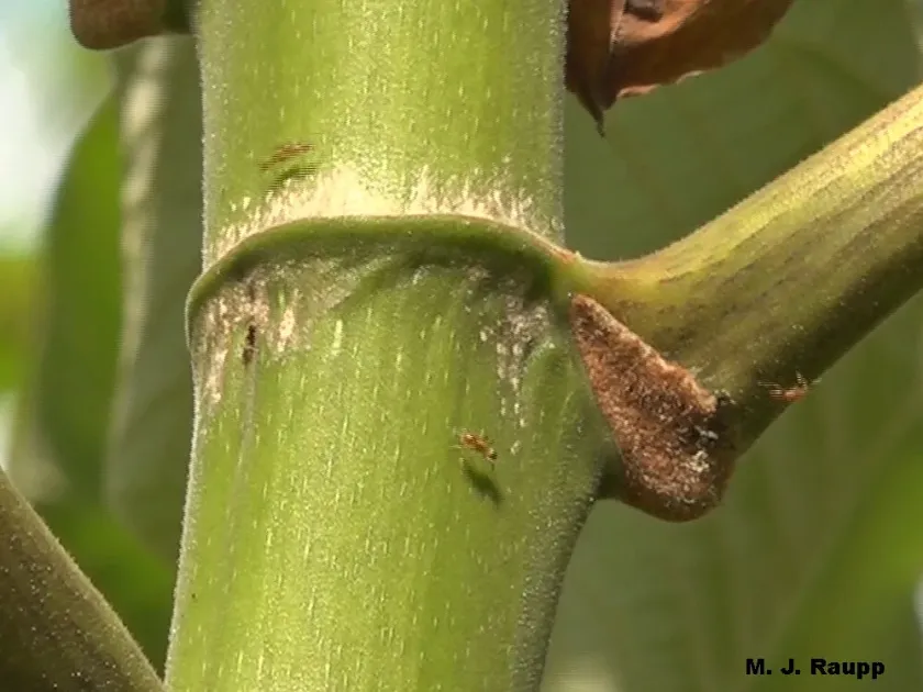 Azteca ant