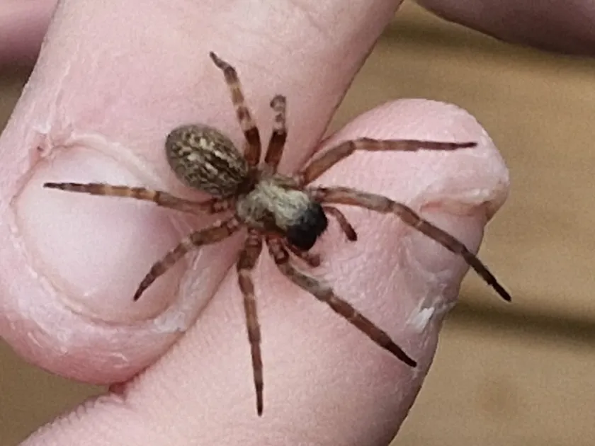 Black house spider