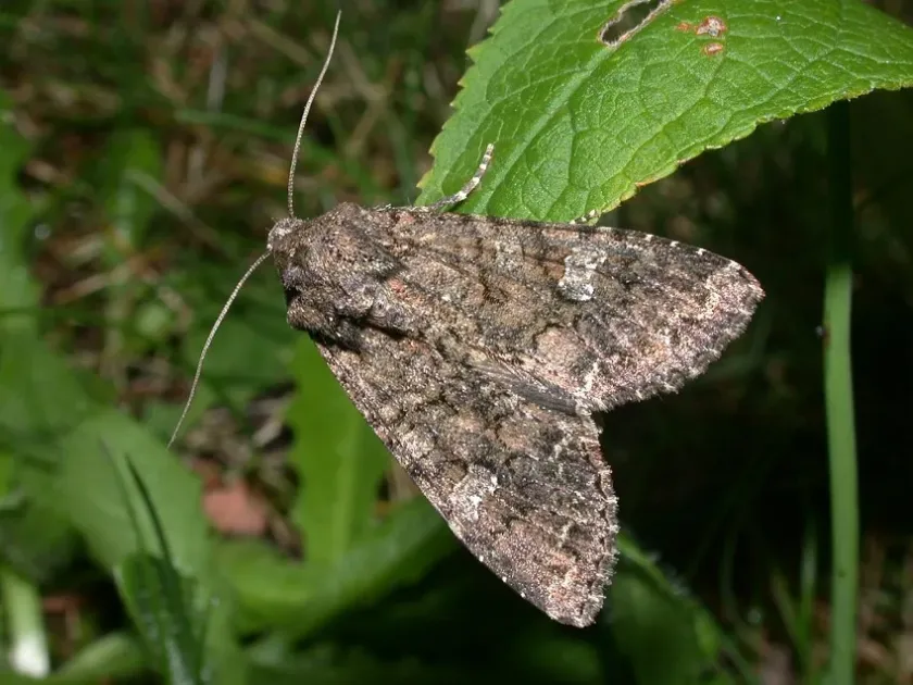 Cabbage moth