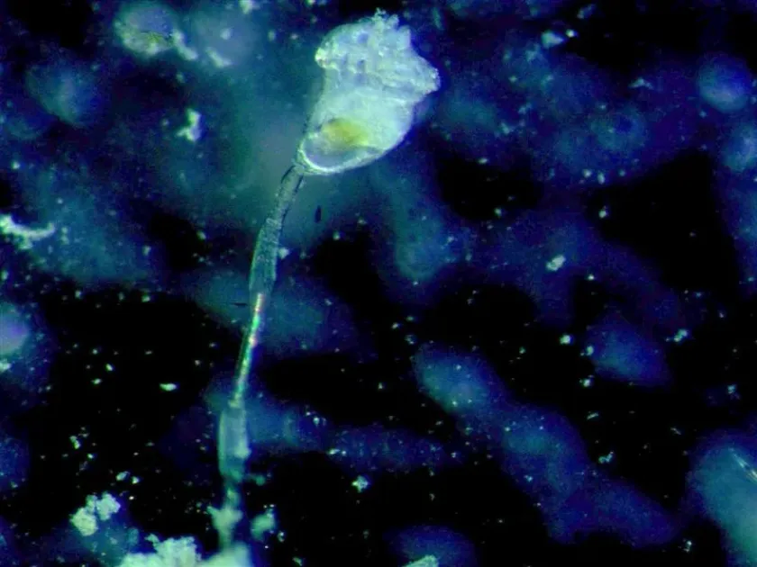 Barentsia