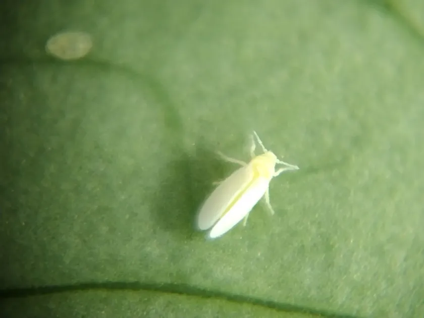 Tobacco whitefly