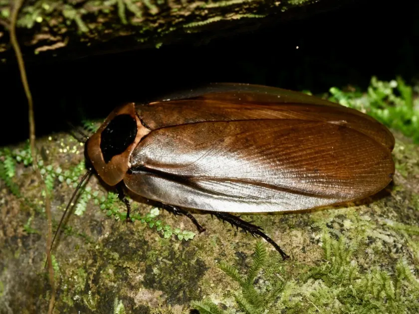 Giant forest cockroach