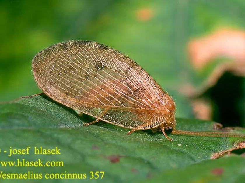 Boriomyia concinnus