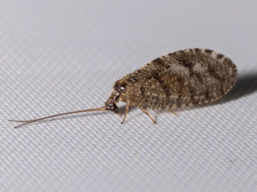 Boriomyia nervosa
