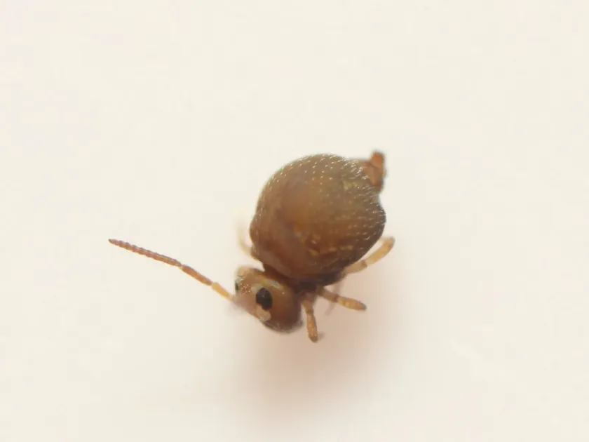 Garden springtail