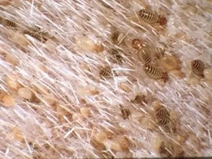 Goat biting louse