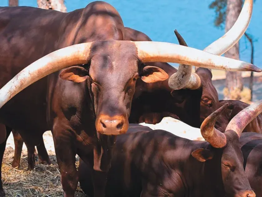Domestic cattle