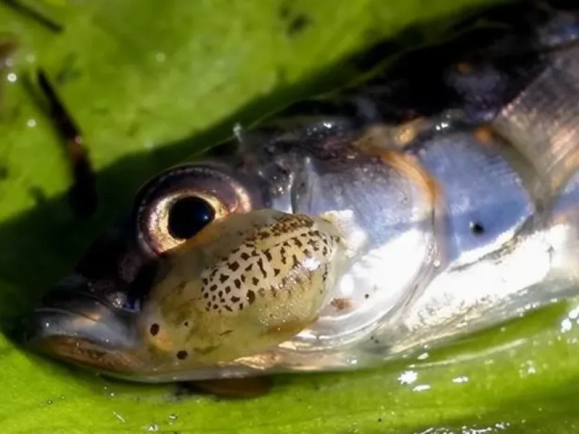 Carp lice