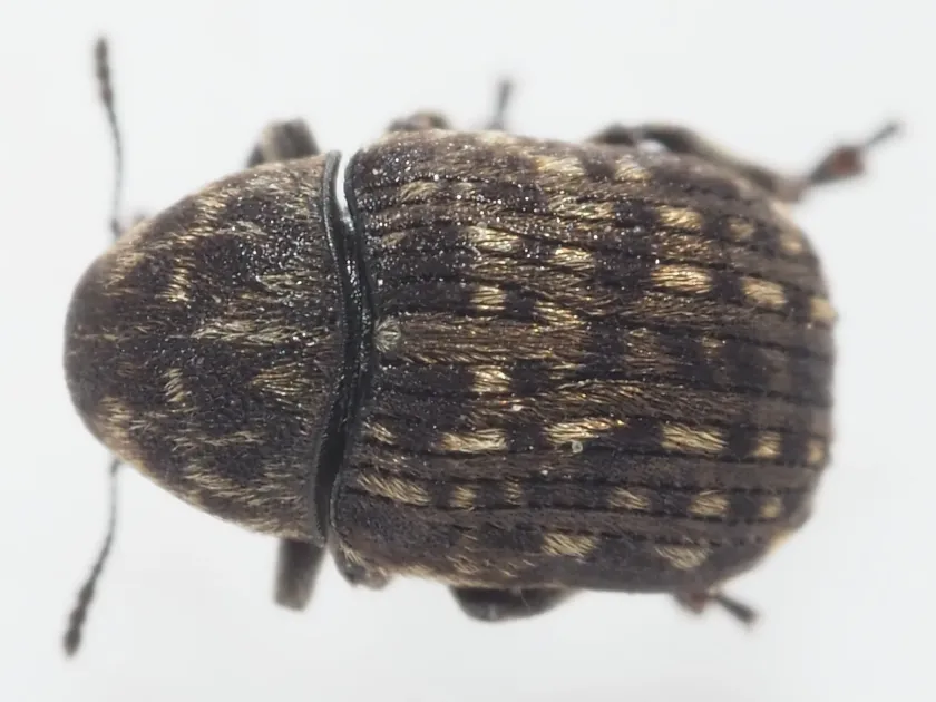 Fungus weevil