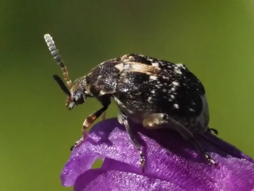 Broadbean seed beetle