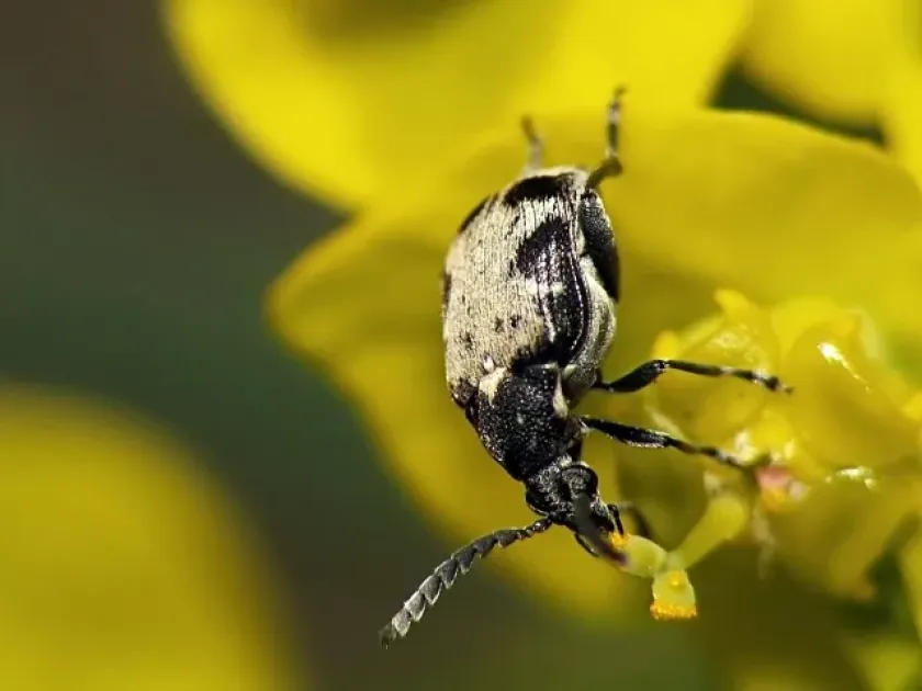 Alfalfa seed chalcid (Bruchidius marginalis)