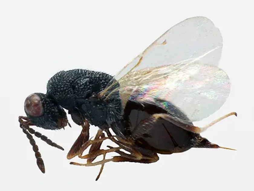 Alfalfa seed chalcid