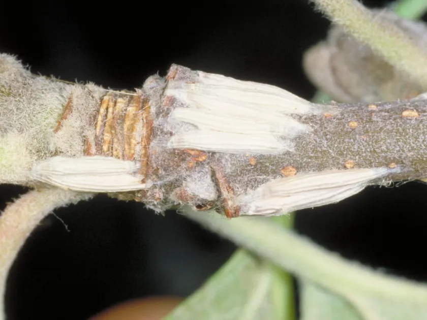 Apple leafminer