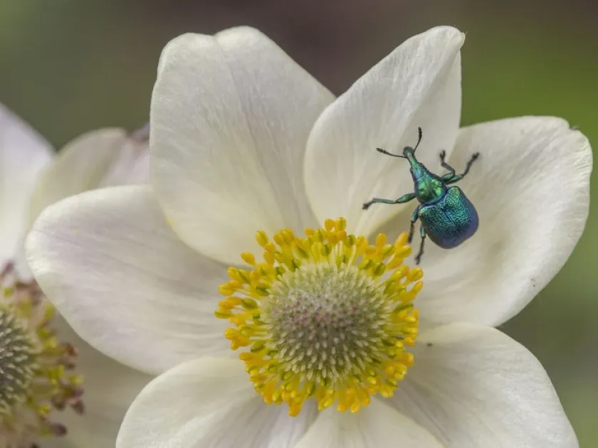 Leaf-rolling weevil