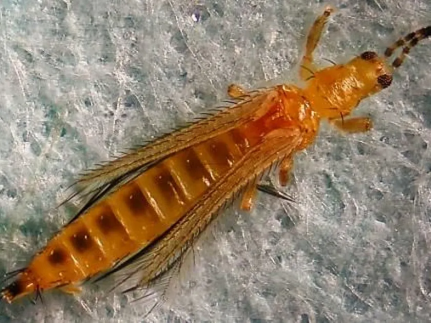 Brazilian thrips
