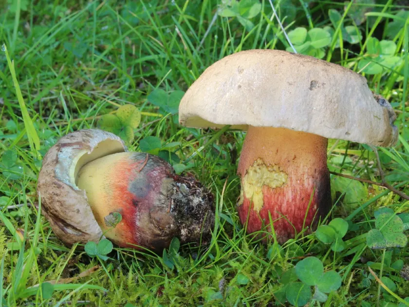 Калопус
