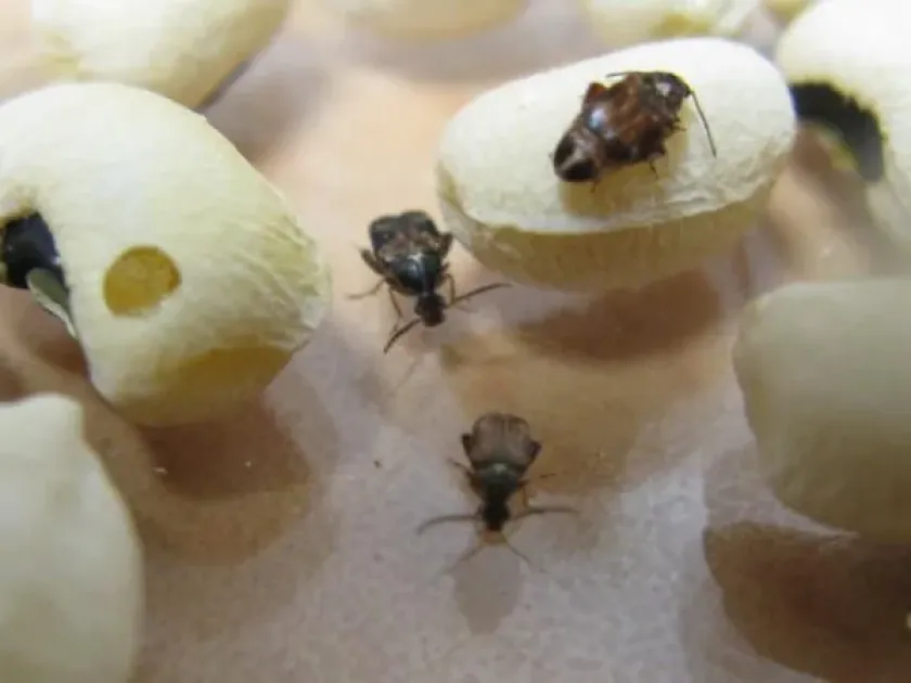Bean weevil
