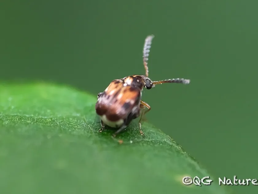 Cowpea weevil