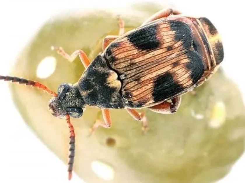 Lentil seed beetle