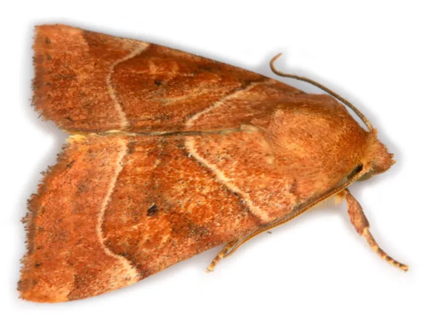 Calymnia