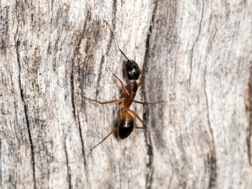 Camponotus consobrinus