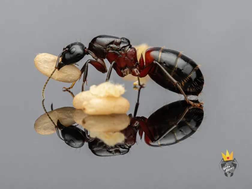 Carpenter ant
