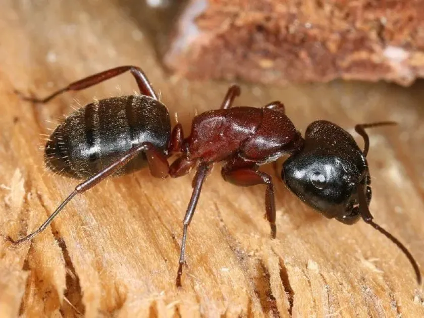 Carpenter ants
