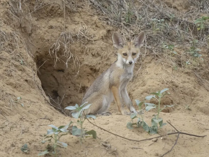 Indian fox